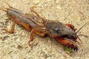 Захист розсади