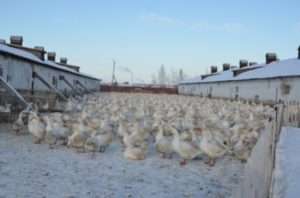 Догляд за породою Губернаторські гуси