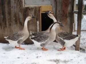 Переваги Кубанської породи