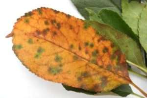 Основні заходи боротьби з грибковим захворюванням вишні 