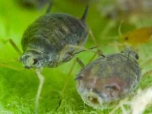 Види попелиці