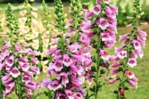 Півонії - одні з найпопулярніших садових багаторічників.