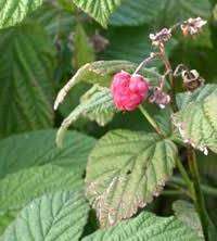 Курчавість малини