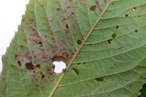 Заходи боротьби з коккомікозом вишні