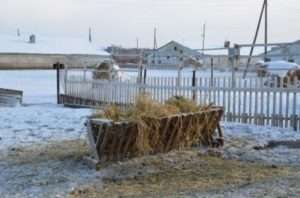 Розмноження гусей Губернаторської породи