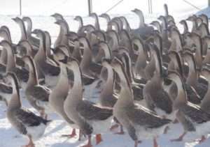 Недоліки кубанських гусей