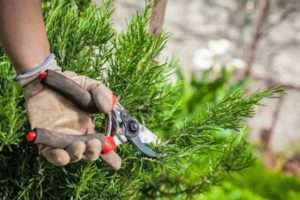 Розмноження та пересадка багаторічників в серпні