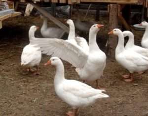 Особливості породи Губернаторські гуси