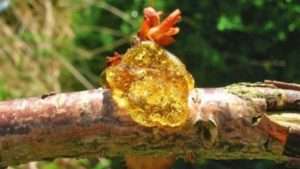 Профілактика захворювання коккомікозу вишні