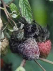 Ботрітіс (сіра гниль)