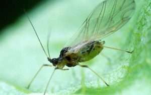 Попелиця персикова