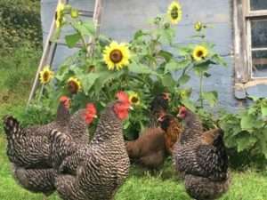 Заготівля кормів для тварин на зиму