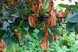 Боротьба з моніліозом вишні