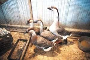 Скоростиглість Кубанських гусей