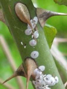 Щитівка на трояндах