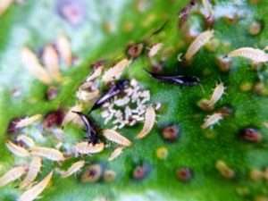 Трипси на трояндах