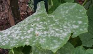 Як боротися з борошнистою росою на огірках