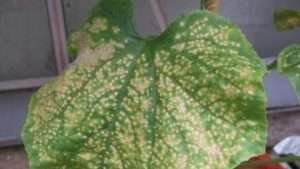 Біла і зелена крапкова мозаїка на огірках