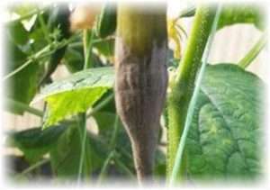 Як боротися з сірою гниллю на огірках