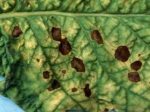 Бура оливкова плямистість огірків – кладоспоріоз