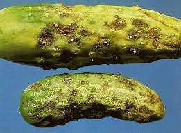 кладоспоріоз огірків