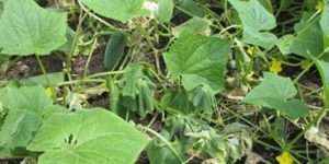 Хвороби огірків - фузаріозне в'яненя