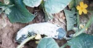 біла гниль на огірках