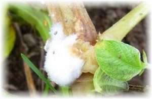 Біла гниль огірків - зовнішні ознаки і методи боротьби