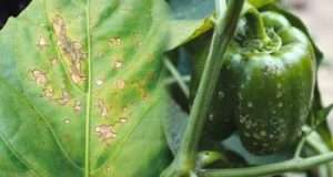 Фітофтороз – хвороби перцю від сусідів