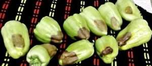 Вершинна гниль - вірусне захворювання перцю