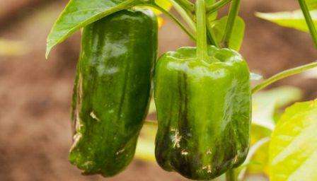 Хвороби перцю і його шкідники: лікування та боротьба з ними