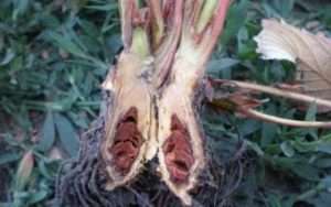 фітофорозне в'янення полуниці