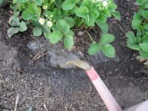 Хвороби полуниці – як їх лікувати і як з ними боротися