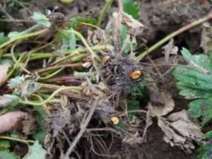 Хвороби полуниці і суниці, які викликають в'янення листя