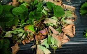 вертіцильозне в'янення полуниці