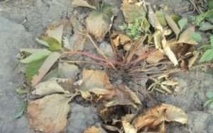 фузаріозне в'янення полуниці