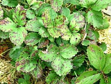 Хвороби полуниці і суниці: опис хвороб з фото, лікування, профілактика та боротьба з ними