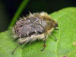 Оленка на трояндах