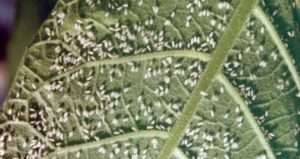 Дрібна, але дуже шкідлива білокрилка