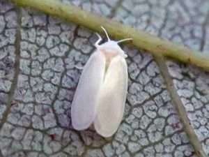 Як самостійно боротися з білокрилкою