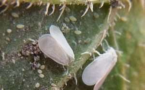 Покрокова інструкція для винищення білокрилки