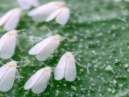 Білокрилка: як вберегти врожай, покрокова інструкція з фото