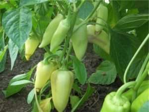 Кращі сорти перцю на 2021 рік: відгуки і опис