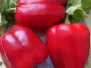 Товстостінні сорти перцю - найкращі для 2021 року