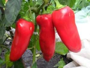 Найкращі сорти солодкого болгарського перцю