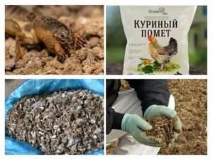 Швидкий спосіб приготування компосту з курячого посліду