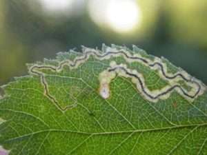 Мінери на трояндах