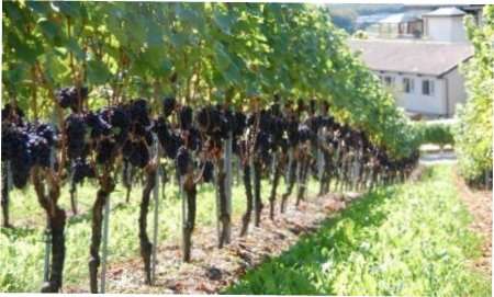 Обрізка винограду для початківців: терміни, варіанти з прикладами на фото і відео Обрізка винограду: терміни, схеми з фото як та коли обрізати кущі винограду по методу Гюйо