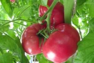 Стійкість до хвороб томату Рожевий мед