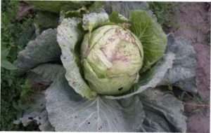  Комахи-шкідники капусти у відкритому ґрунті